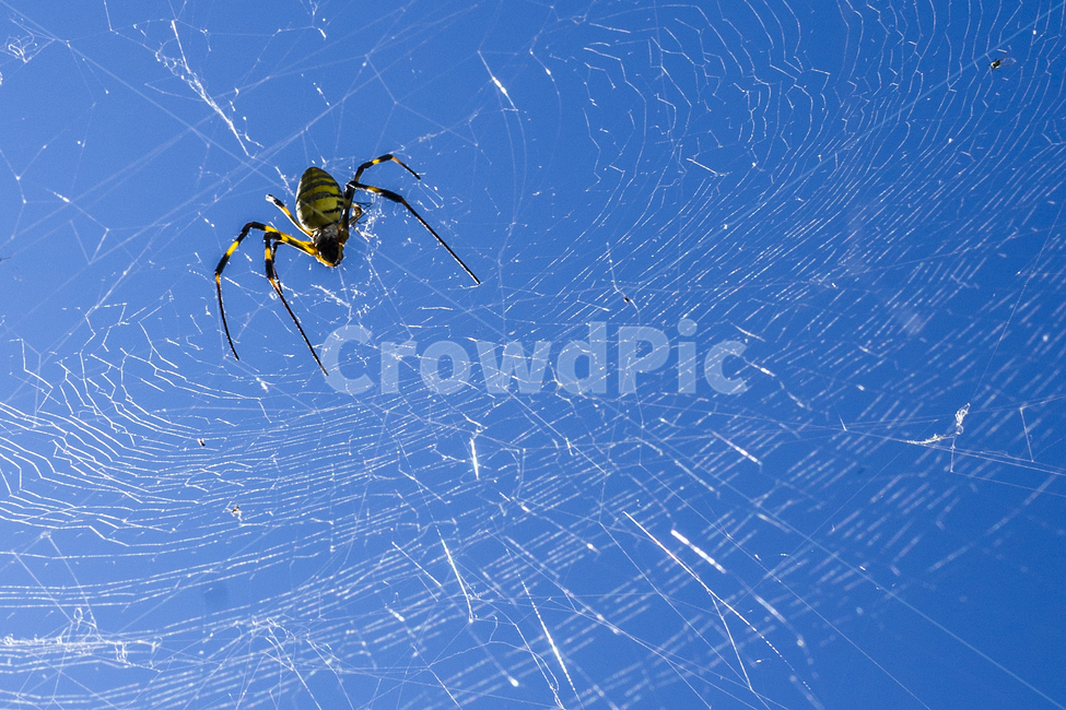 거미,거미줄,곤충,무당거미,Spider,동물,animal,곤충,벌레,insect,bug