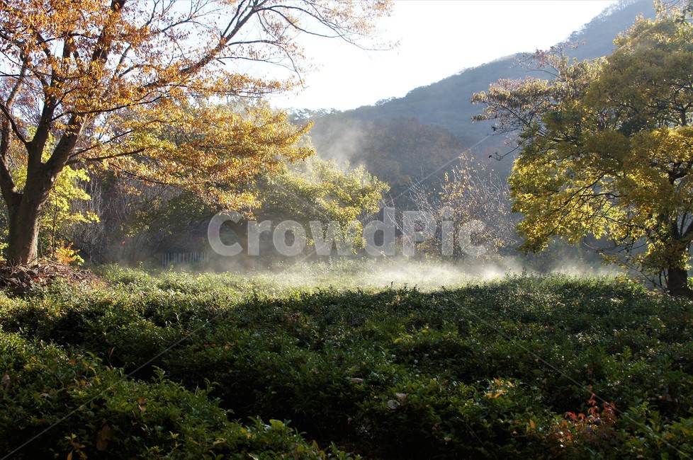 가을,단풍,나무,자연,식물,감성,자연풍경,풍경,trees,nature,autumn,season,emotion,아침빛,안개,녹차,자연,풍경,nature,landscape,weather,날씨,outdoors,옥외