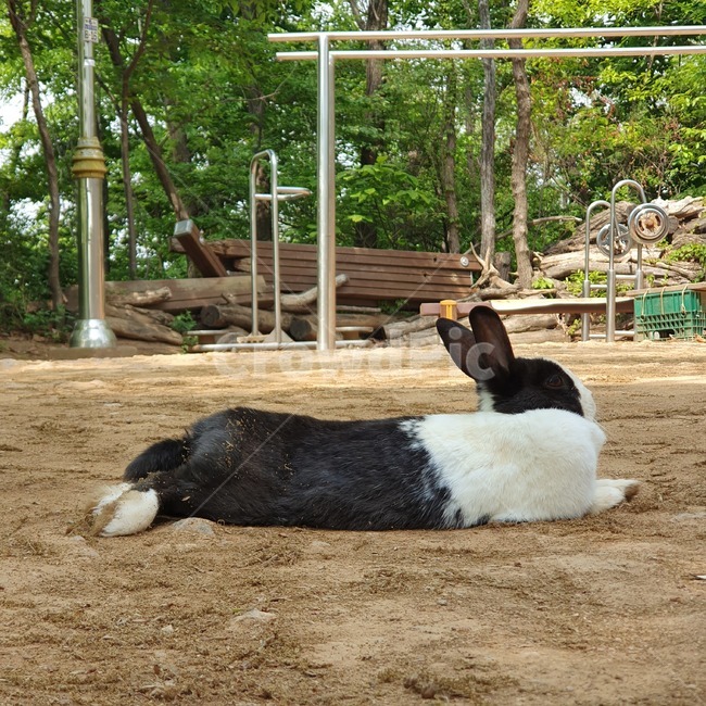 토끼,야생토끼,야생동물,동물,산토끼,rabit,wildanimal,animal,wildrabit