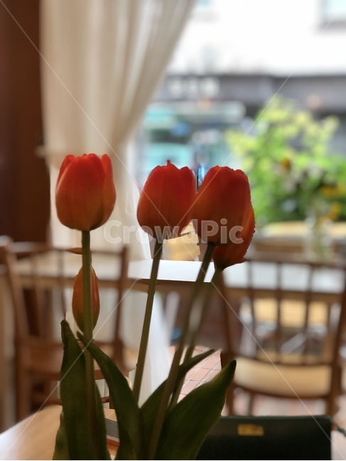 꽃,장미,식물,flower,plant,blossom