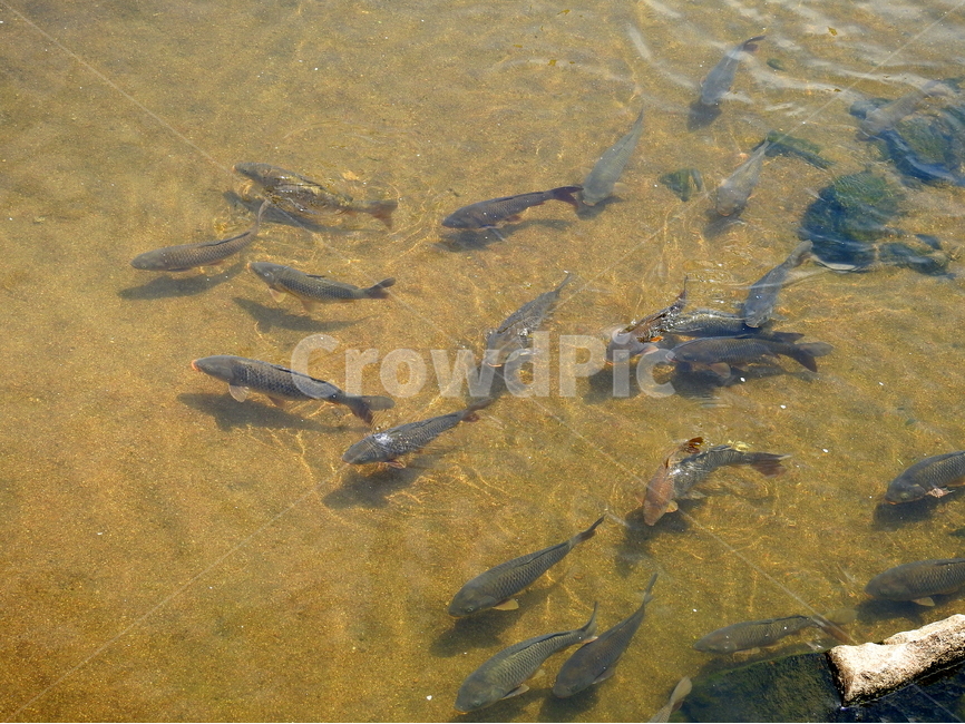 동물,뭉고기,물,강,호수,풍경,자연,동물,animal,어류,물고기,fish
