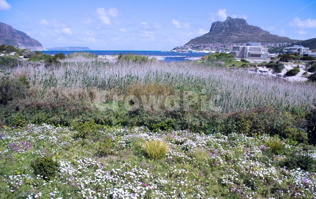 꽃,들판,바다,산,구름,하늘,초원,자연,풍경,nature,landscape,해외,외국,세계,foreign,oversea,world,세계자연풍경,해외자연풍경,외국자연풍경,world nature landscape,outdoors,옥외