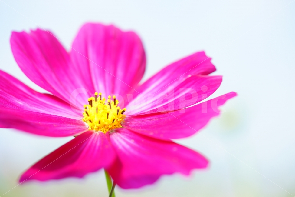 가을,코스모스,감성,근접촬영,접사,꽃,파란하늘,sky,fall,sensitive,flower,분홍,핑크,pink,가을,계절,fall,autumn,season,식물,자연,plants,nature,꽃,flower,plant,blossom,anther,꽃밥