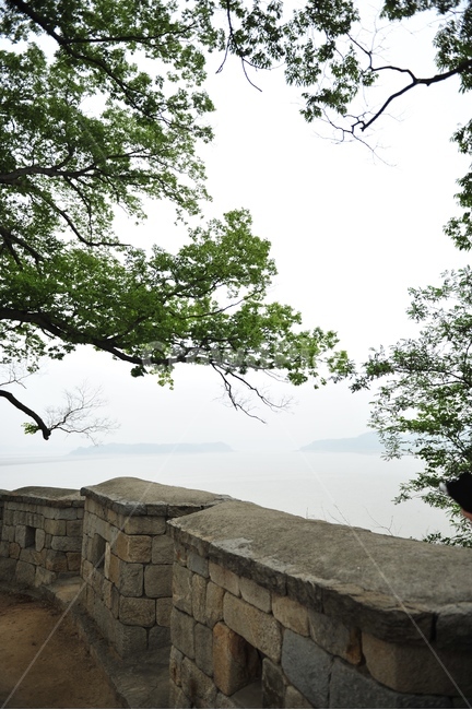 tree,식물,나무,강화,강변