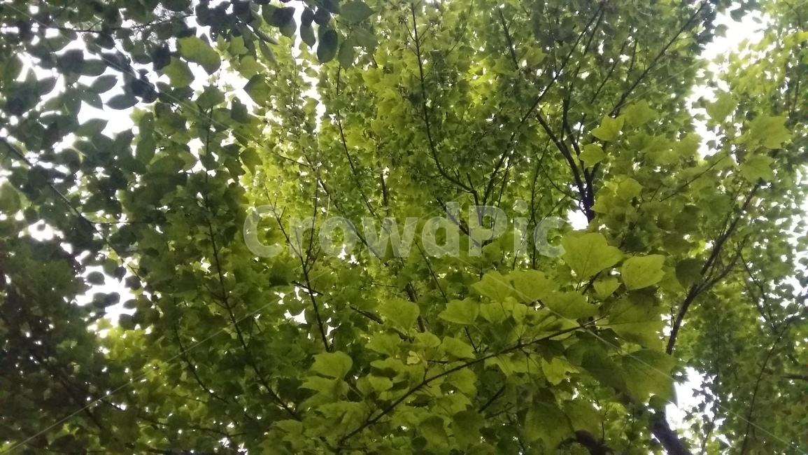나뭇잎,초록,무성함,한여름,나뭇가지
