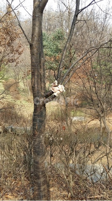 새먹이,새,새모이,돼지비계,산새