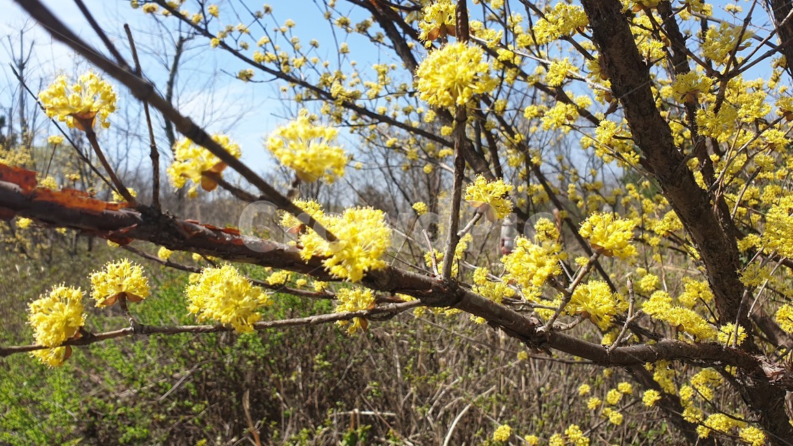 식물,tree,나무,산수유화,봄,꽃