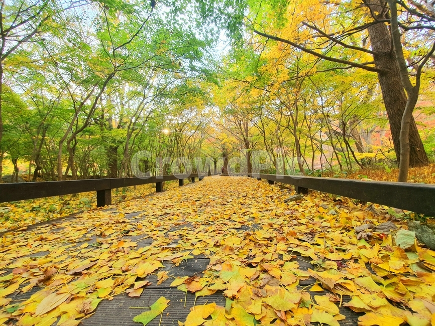 가을단풍,가을,은행나무,은행잎,아름다움,가을장면,선운산단풍,나뭇잎,자연,야외,배경,가을나무,분위기,노란색,주황색,녹색,leaf,잎,plant,식물,tree,나무,통로,path
