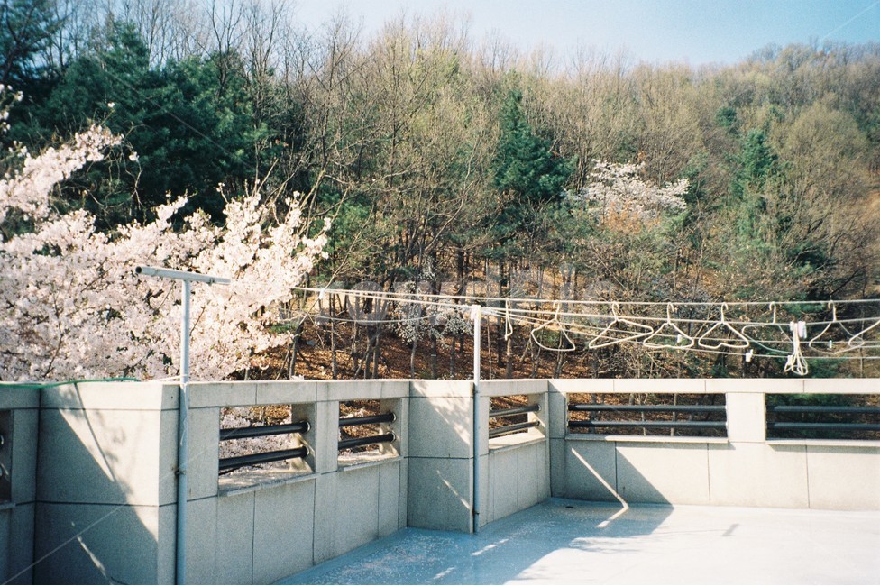 옥상,벚꽃,옷걸이,나무,봄,따뜻함,하늘,home
