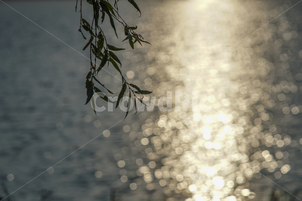 호수,석양,반사,빛망울,버드나무,노을빛,자연,풍경,nature,landscape,식물,plants,감성,sensible,feeling