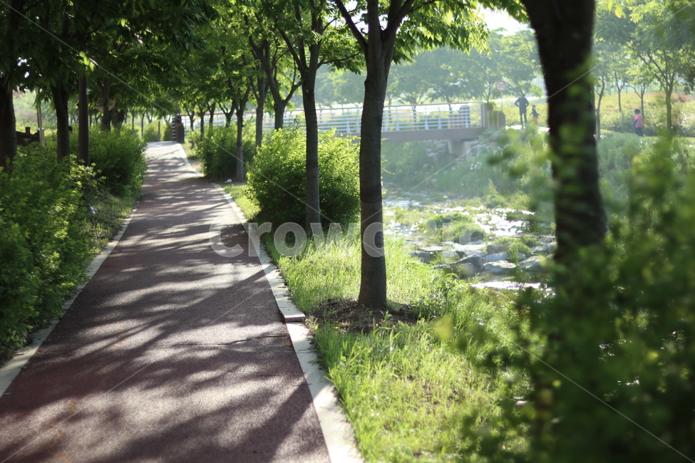 조팝나무,봄,빛,아침,연두,자연,풍경,nature,landscape,한국자연풍경,한국자연경관,korea nature landscape,tree,나무,plant,식물,outdoors,옥외,garden,정원,arbour,정자