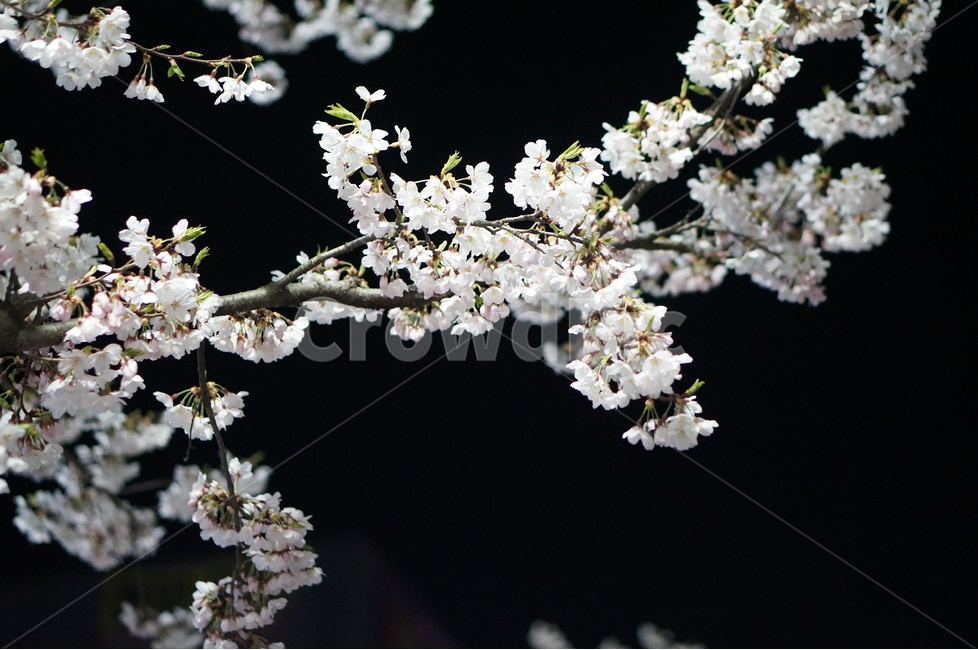 벗꽃,야경,가로등,흰색,빛,밤,봄,계절,spring,season,야경,밤,풍경,nightscape,night,landscape,식물,자연,plants,nature,꽃,flower,plant,cherry blossom,벚꽃,blossom