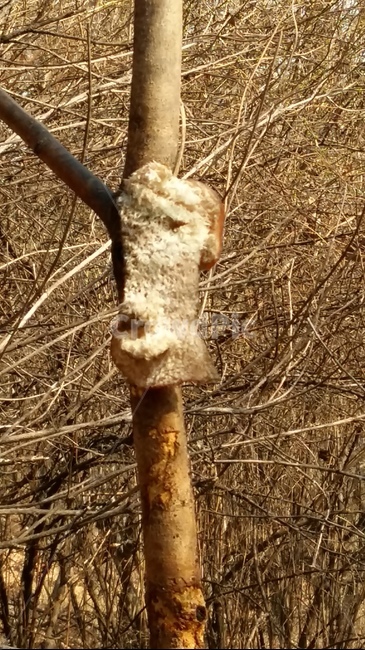 돼지비계,새먹이,나무,봄,새먹이주기,나무,trees,wood
