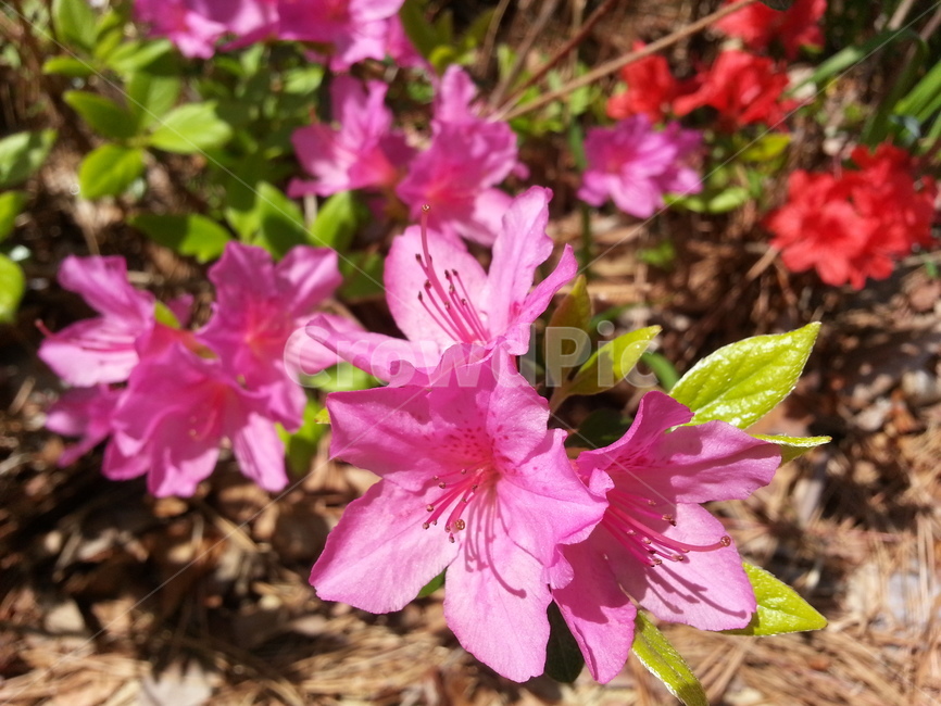 철쭉,꽃,flower,자연,산뜻,식물,자연,plants,nature,꽃,flower