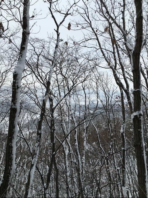tree,나무,plant,식물,treetrunk,나무줄기,나무위새,겨울,계절,winter,season