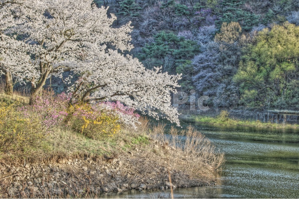 풍경화,벚꽃,풍경,호수,자연,봄,계절,spring,season,자연,풍경,nature,landscape,plant,식물