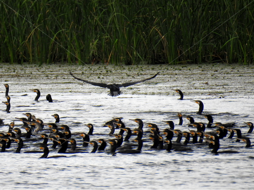 새,조류,가마우지,호수,풍경,동물,animal,조류,새,birds