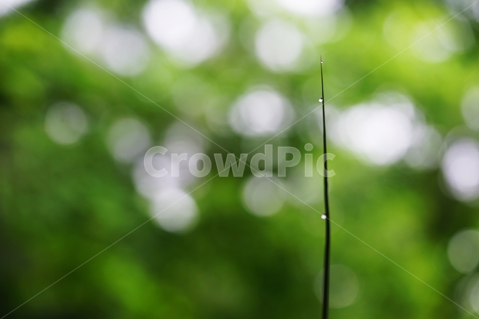 대나무,대나무잎,대,죽엽,빗방울,비,식물,자연,plants,nature