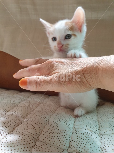 고양이,새끼고양이,길고양이,반려동물,집사