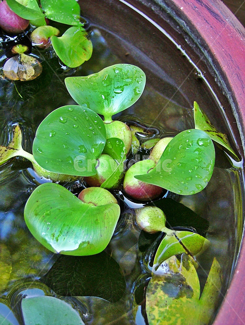 부래옥잠화,아열대,아메리카,수생식물,부래,식물,자연,plants,nature