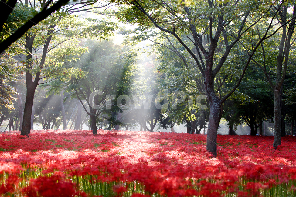 꽃무릇,상사화,꽃,식물,나무,빨강,레드,초록,군락,가을,불갑사,영광,군락지,만개,꽃밭,tree,plant,flowers,redspiderlily,빛내림,아침,풍경,전라도,풍경배경,배경,꽃배경,식물,자연,plants,nature,꽃,flower