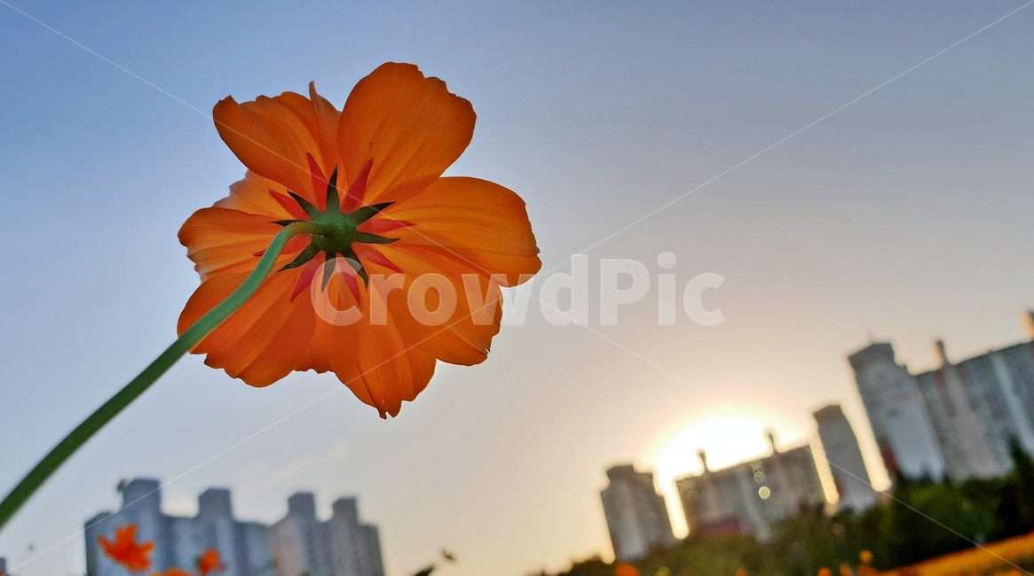 꽃,노을,해질녘,공원,식물,flower,sunset,감성,분위기,식물,자연,plants,nature,꽃,flower