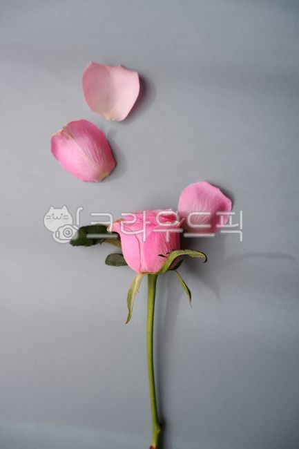 floral,pinkrose,bouquet,Rose,flower,petal,flower flower,background,rose,flower background,rose day