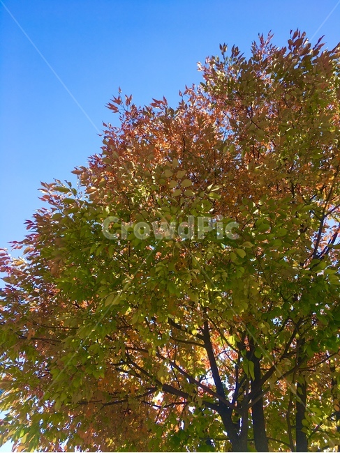 가을,단풍,가을하늘,단풍지는중,나무,식물,잎,가을,계절,fall,autumn,season,tree,plant,leaf,maple