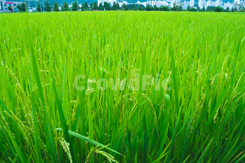논,벼,자연,쌀,풍경,rise,asianrise,nature,곡류,곡식,cereals