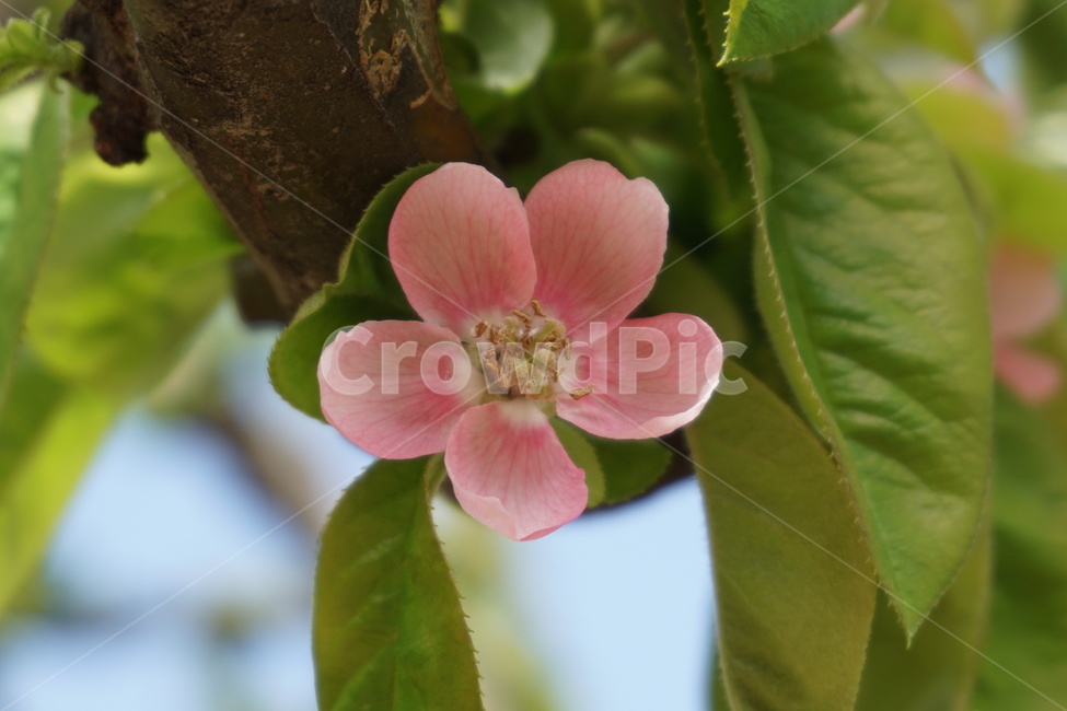 식물,꽃,flower,나무,모과,사과