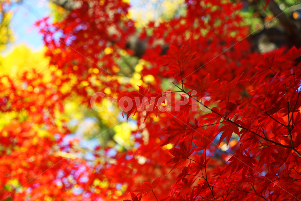 가을,단풍,산책,공원,천고마비,가을,계절,fall,autumn,season,식물,자연,plants,nature,leaf,잎,plant,tree,나무,maple