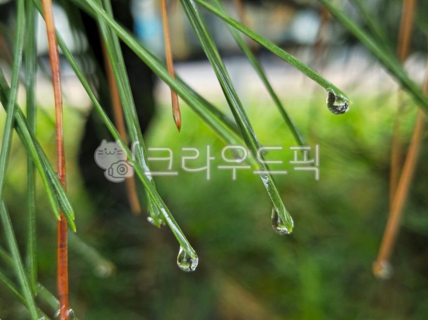 Pine needles,pine needles,water drops,rain,pine tree water drops,pine rain