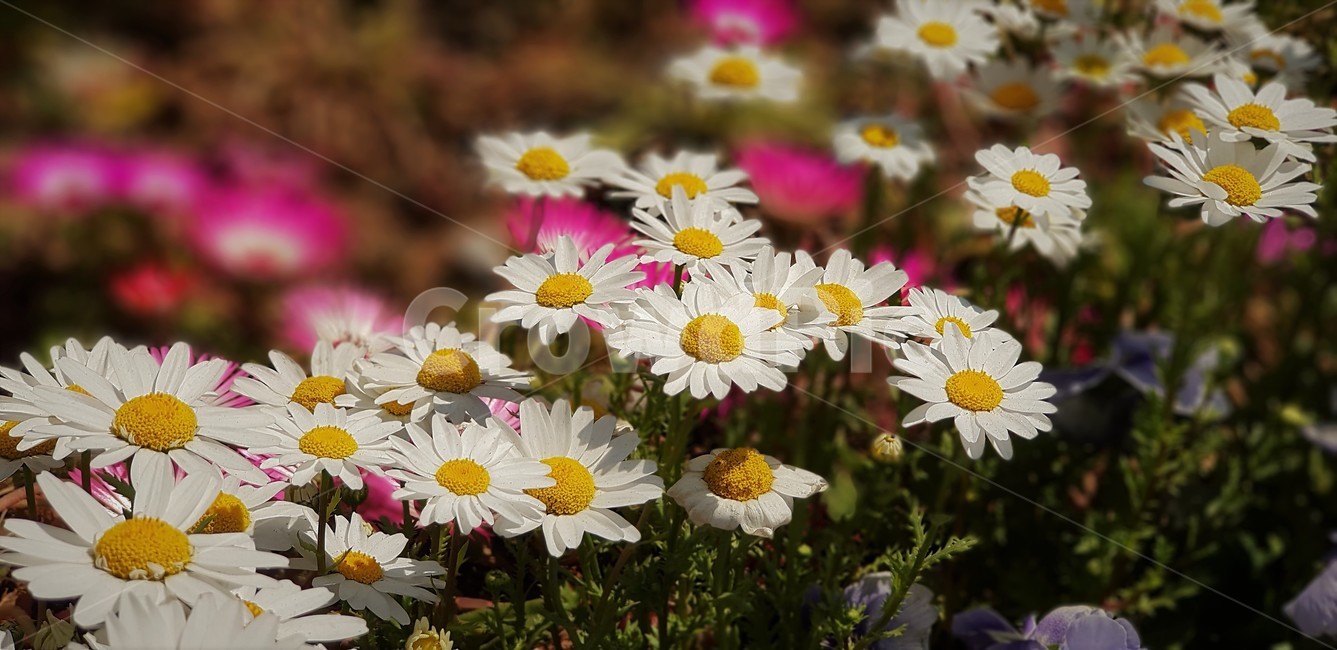 꽃,자연,식물,flower,nature,그린,green,pink,white,데이지꽃,식물,자연,plants,nature,꽃,flower