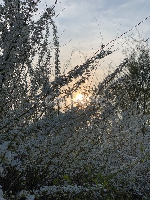 조팝나무,봄,꽃,조팝,봄꽃,식물,노을,sunset,석양,공원,나무