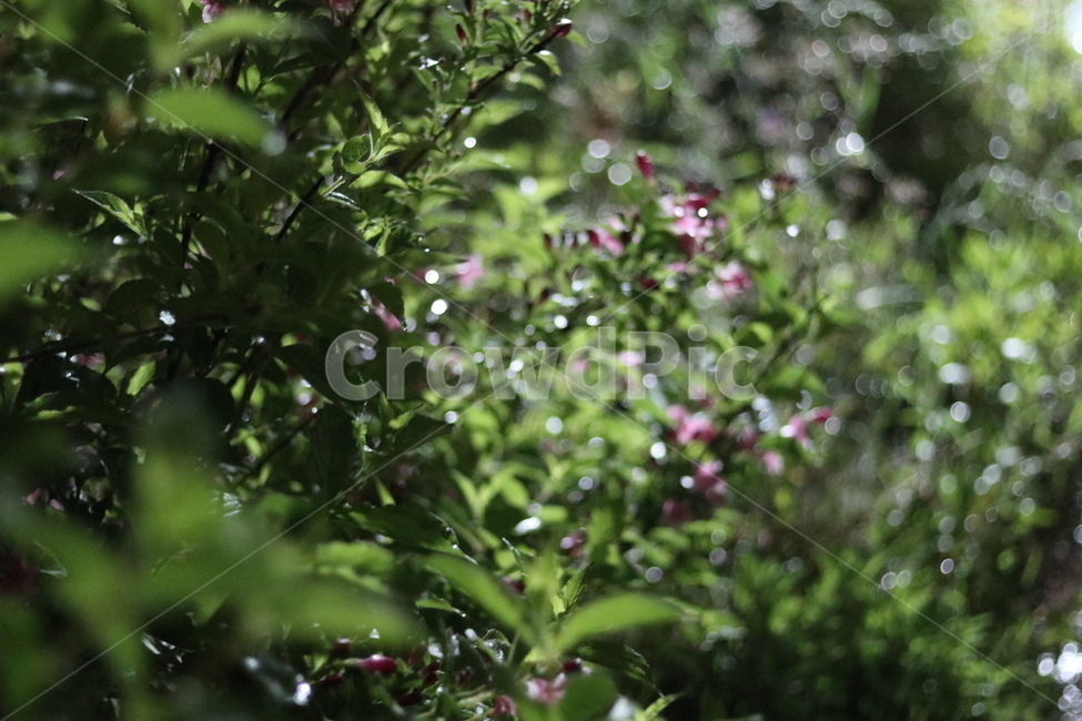 붉은병꽃나무,5월,맑음,자유,빛,식물,자연,plants,nature,꽃,flower,휴식,힐링,rest,relaxation,healing