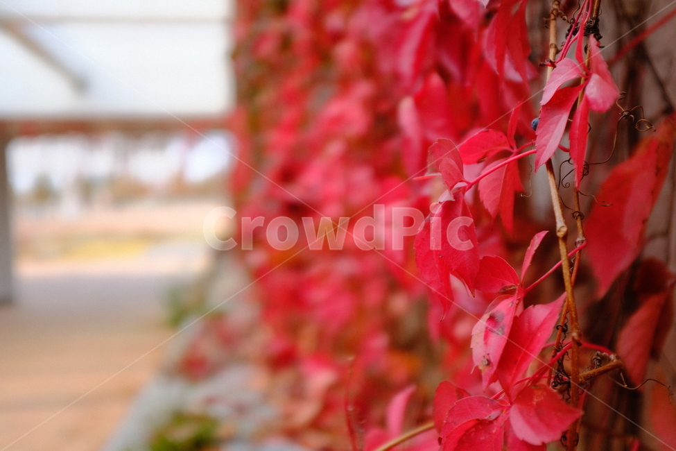 leaf,잎,plant,식물,벽,빨강,단풍,빨간단풍,가을