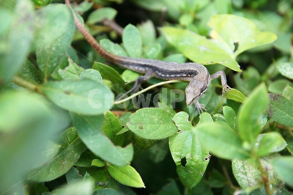 동물,도마뱀,자연,nature,animal,식물,초록,green,동물,animal,파충류,양서류,reptile,amphibian