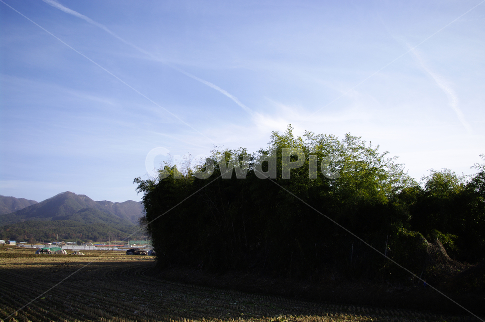 하늘,나무,논,풍경,산,시골,자연,풍경,nature,landscape,outdoors,옥외