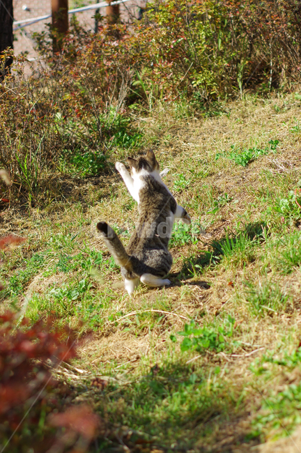 고양이,길고양이,야옹이,길냥이,kitty,야생동물,감성,반려동물,생명,cat,길,street,동물,animal,포유류,mammal,고양이,cat,kitten,kitty