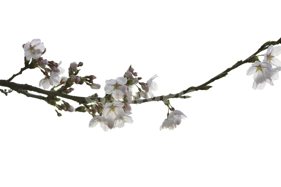 봄,꽃,벚꽃,식물,나무,계절,봄,계절,spring,season,식물,자연,plants,nature,꽃,flower,누끼,remove background,plant,bird,새,animal,동물,blossom