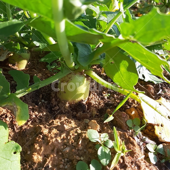 plant,식물,무,자연,텃밭,채소,야채,vegetables