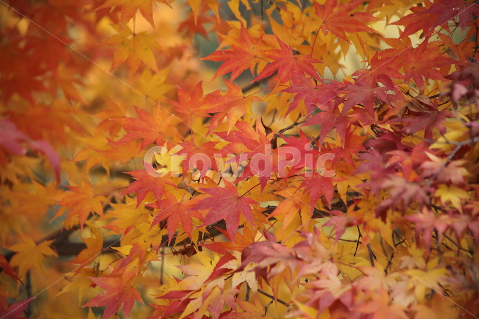 단풍,단풍나무,엽록소,가을,redleaves,가을,계절,fall,autumn,season,식물,자연,plants,nature,leaf,잎,plant,tree,나무