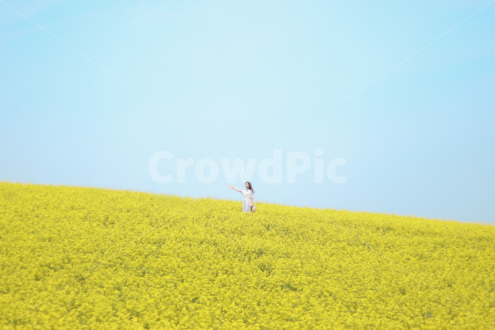 봄,꽃,유채꽃,안성팜랜드,유채꽃밭,봄,계절,spring,season,자연,풍경,nature,landscape,사람,인물,인간,human,person,여성,여자,woman,female,lady,여행,휴가,traveling,vacation,trip,outdoors,옥외,field,들,grassland,목초지,rural,농촌,farm,농장,meadow