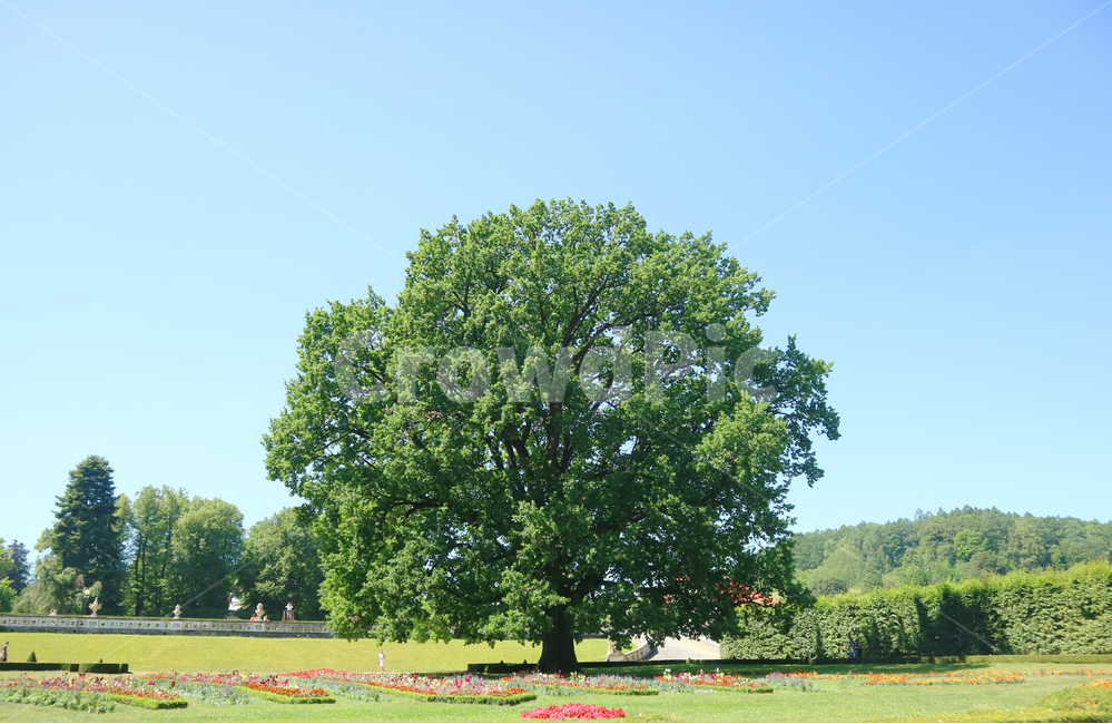 나무,tree,나뭇잎,잎사귀,leaf,초록,green,plant,식물,grass,잔디,정원,garden,공원,유럽,여행,유럽여행,관광,동유럽,체코,체스키,풍경,전경,식물,자연,plants,nature,나무,trees,wood