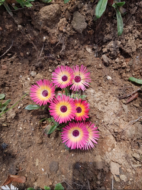 ground,꽃,flower,plant,color,식물,자연,plants,nature,꽃,flower