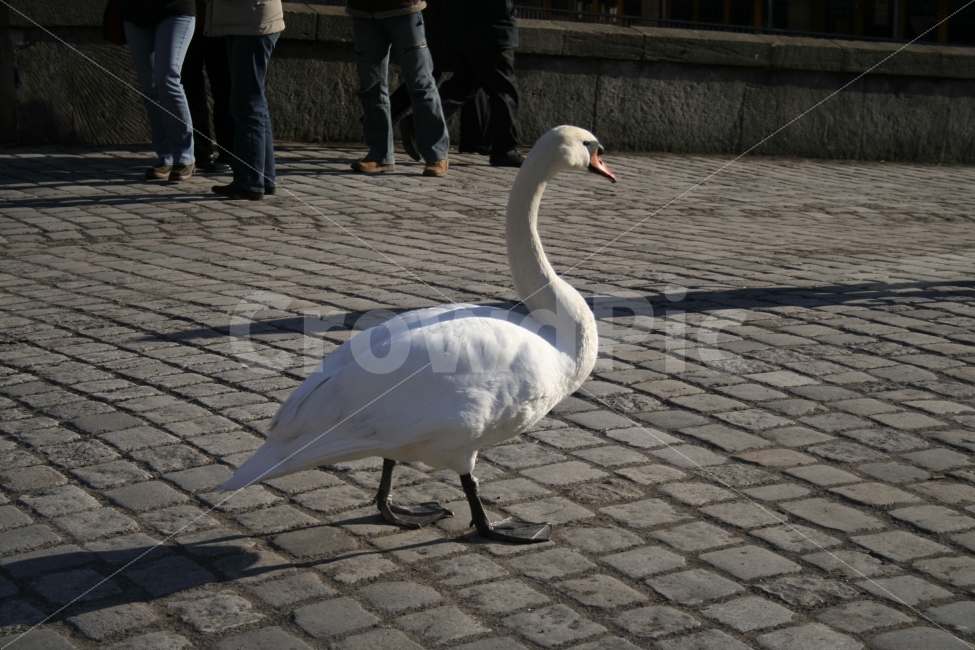 유럽,백조,새,조류,고니,동물,animal,조류,새,birds