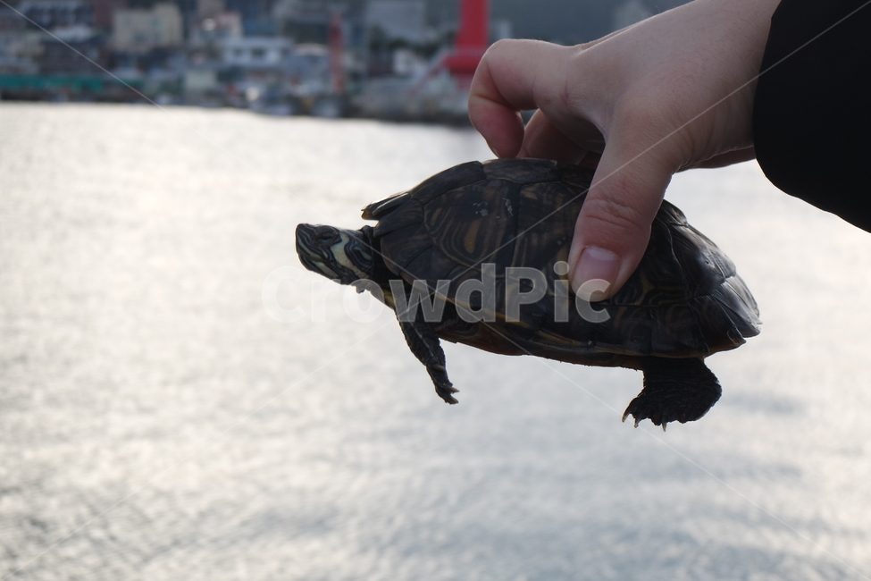 거북이,민물거북이,옐로우벨리터,tortoise,turtle,남생이,동물,animal,파충류,양서류,reptile,amphibian