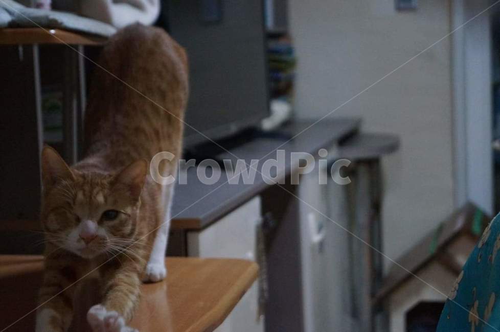 고양이,동물,기지개,일상,cat,동물,animal,포유류,mammal,고양이,cat,kitten,kitty