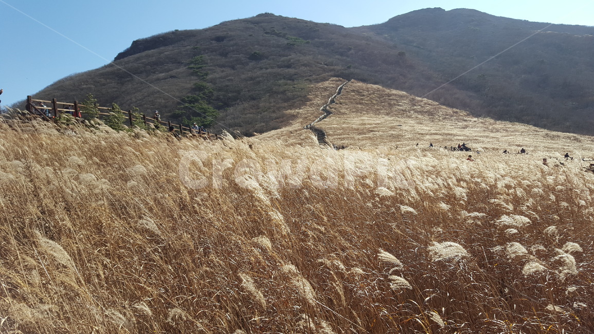 울산,신불산,억새,평원,가을