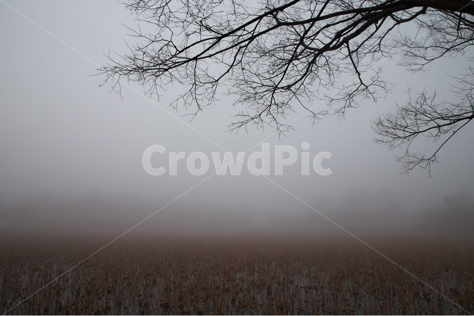 안개,강주연못,연못,가을,시들다,자연,풍경,nature,landscape,weather,날씨,outdoors,옥외,fog,mist